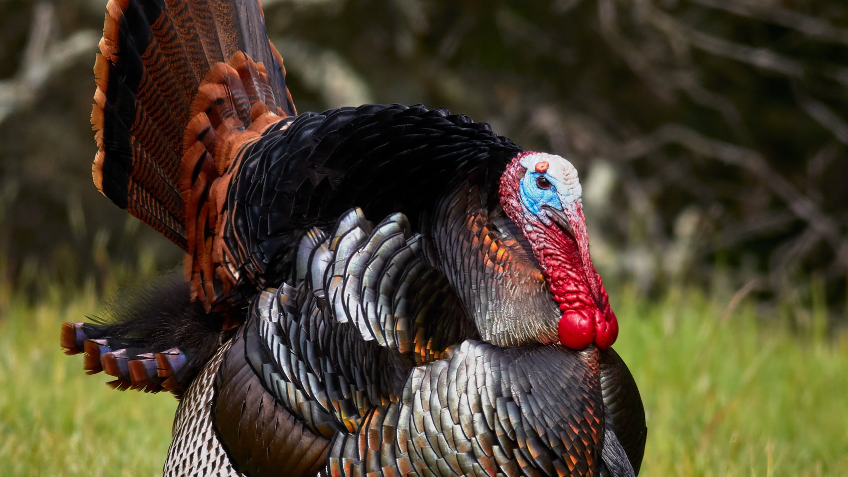 Male wild turkey strutting with fanned tail feathers in green grass.