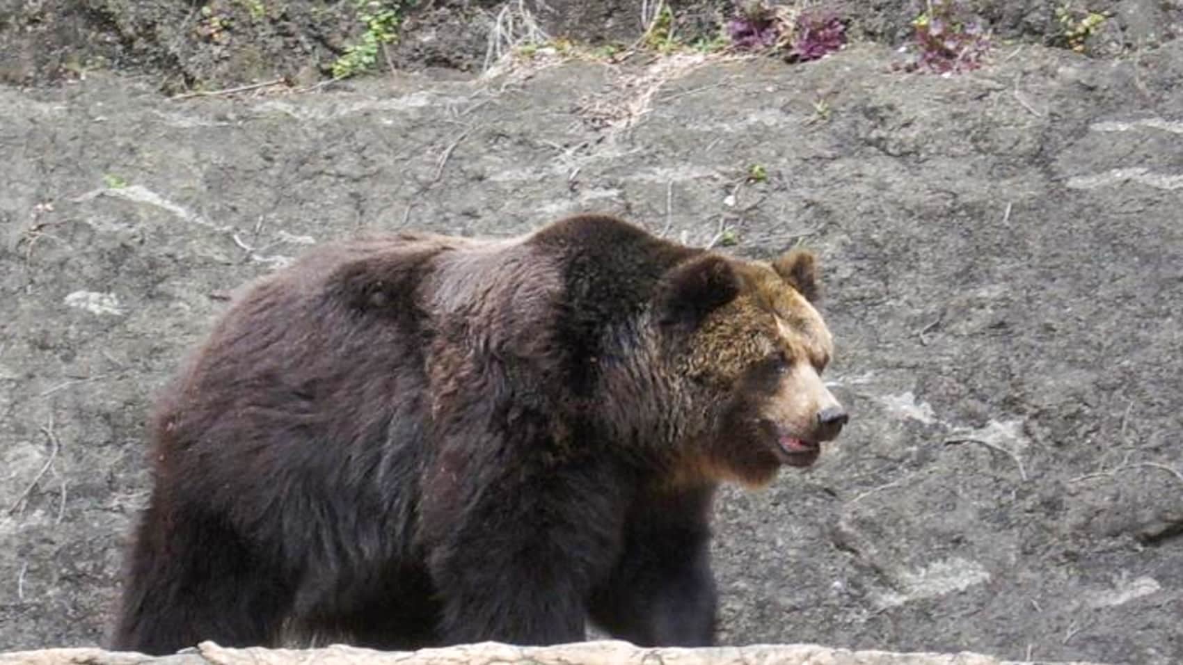 Shirakawa-go, the World Heritage village where a Spanish tourist was clawed by a bear cub.