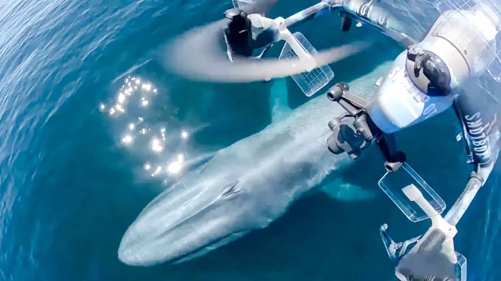 DJI Drones Give Scientists a New Look at Whales and Their Behavior