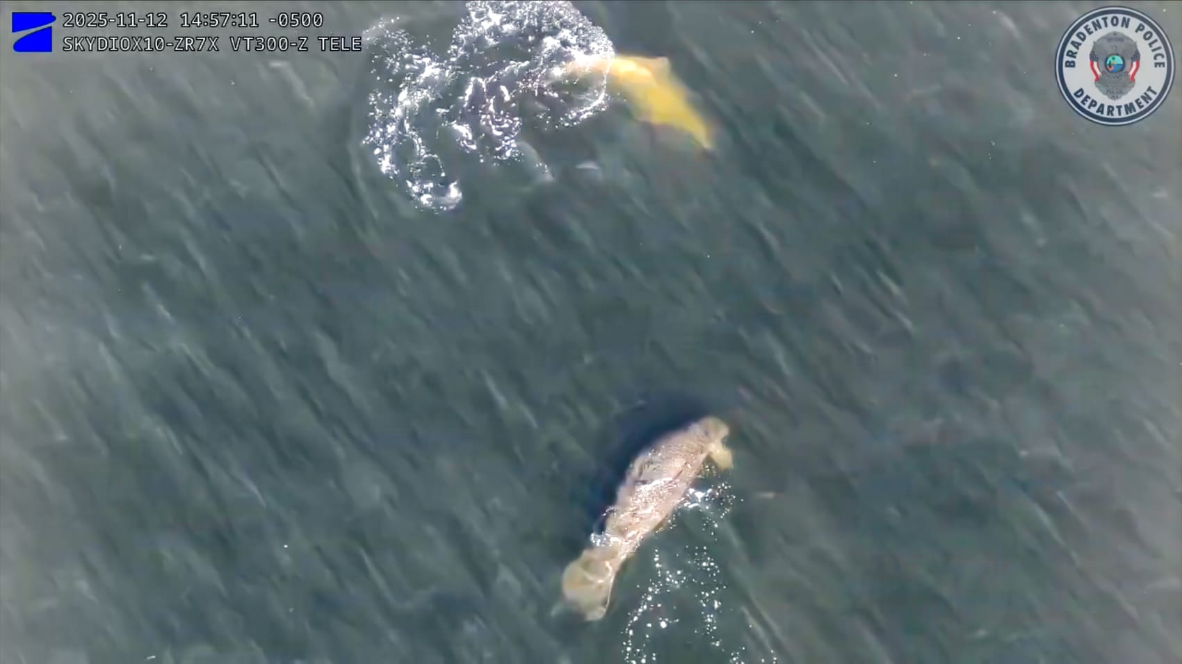 Police Drone Spots Manatees and Dolphin in Florida River