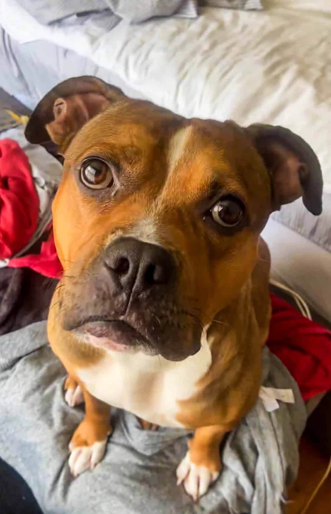 Dakota, the three-year-old dog who spent nine days lost in Johnson Park.