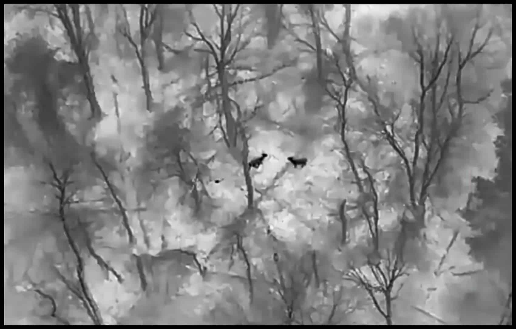 Drones Prove Deer Hunt Was Needed at Quabbin Park