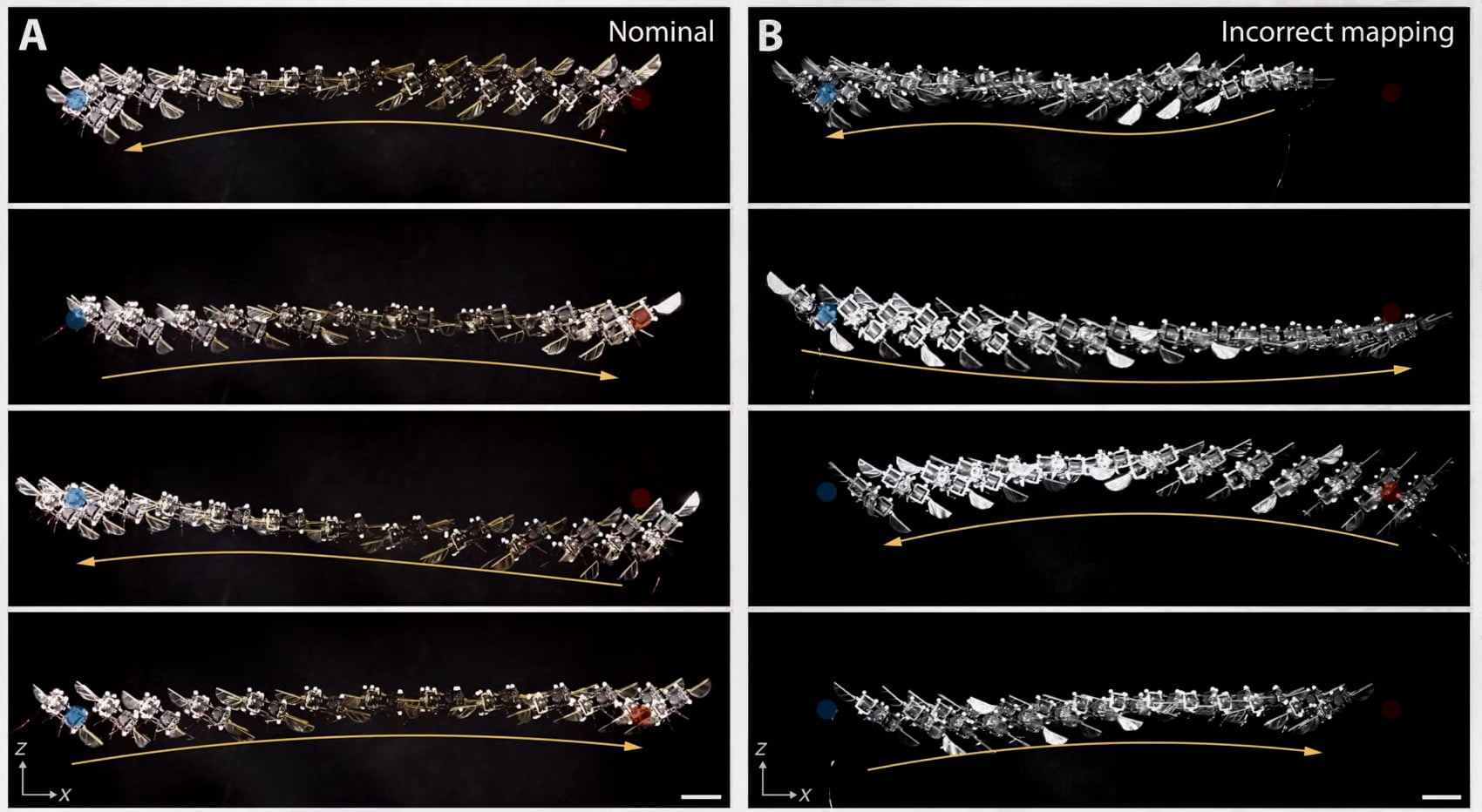 The soft artificial muscles that drive the MIT microrobot's flapping wings.