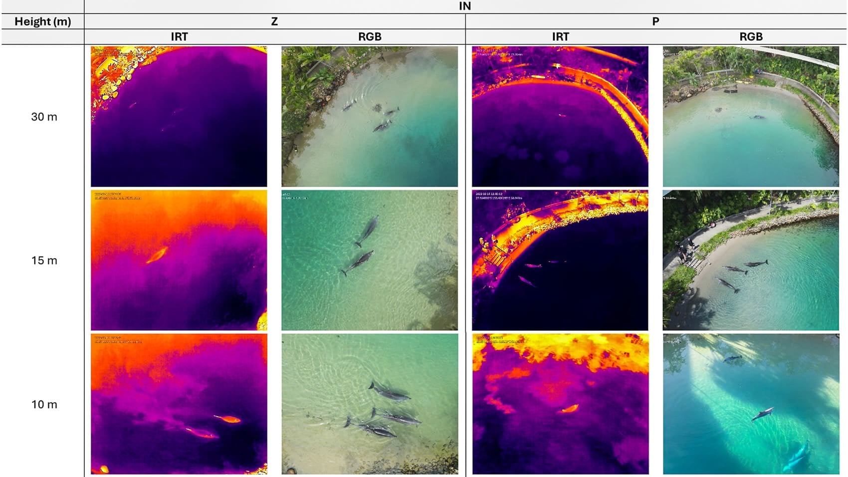 Paired thermal and color frames of swimming dolphins recorded at three flight heights.