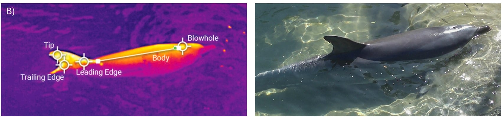 Labeled thermal image marking a dolphin's blowhole, dorsal fin edges and body.