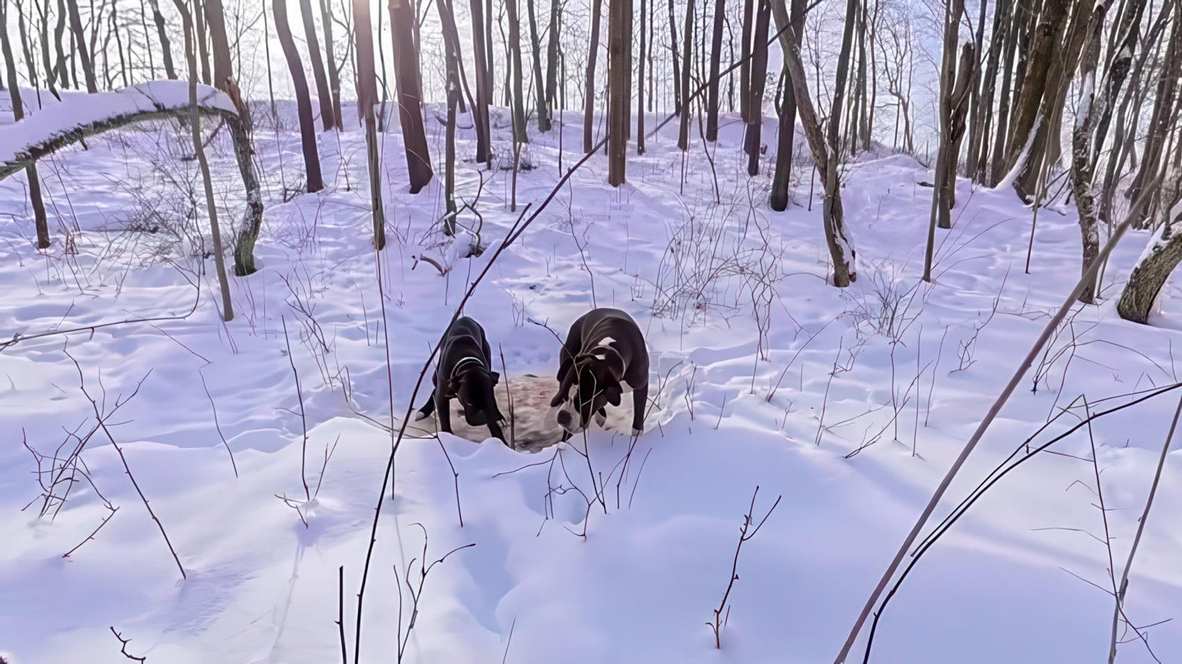 DJI Drones Find Missing Dogs Alive in Arctic Cold