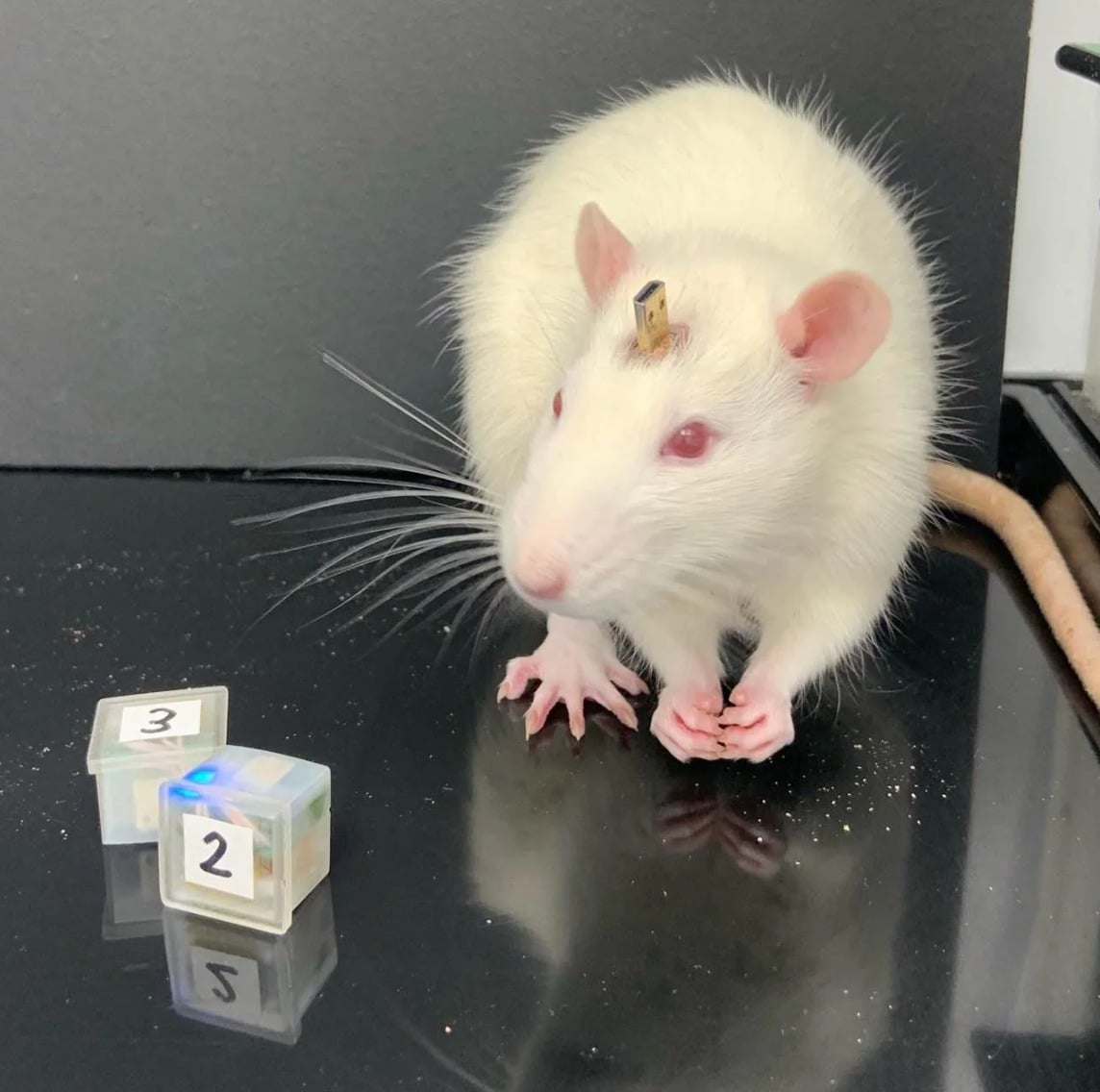 Neiry's Rat Pythia, Shown with a Neural Implant | Photo Credits: Neiry