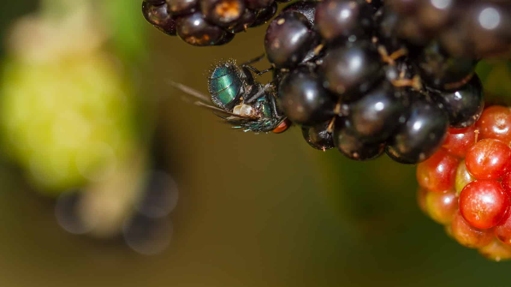 Berries on a branch, the cluttered kind of scene fruit fly vision handles well.