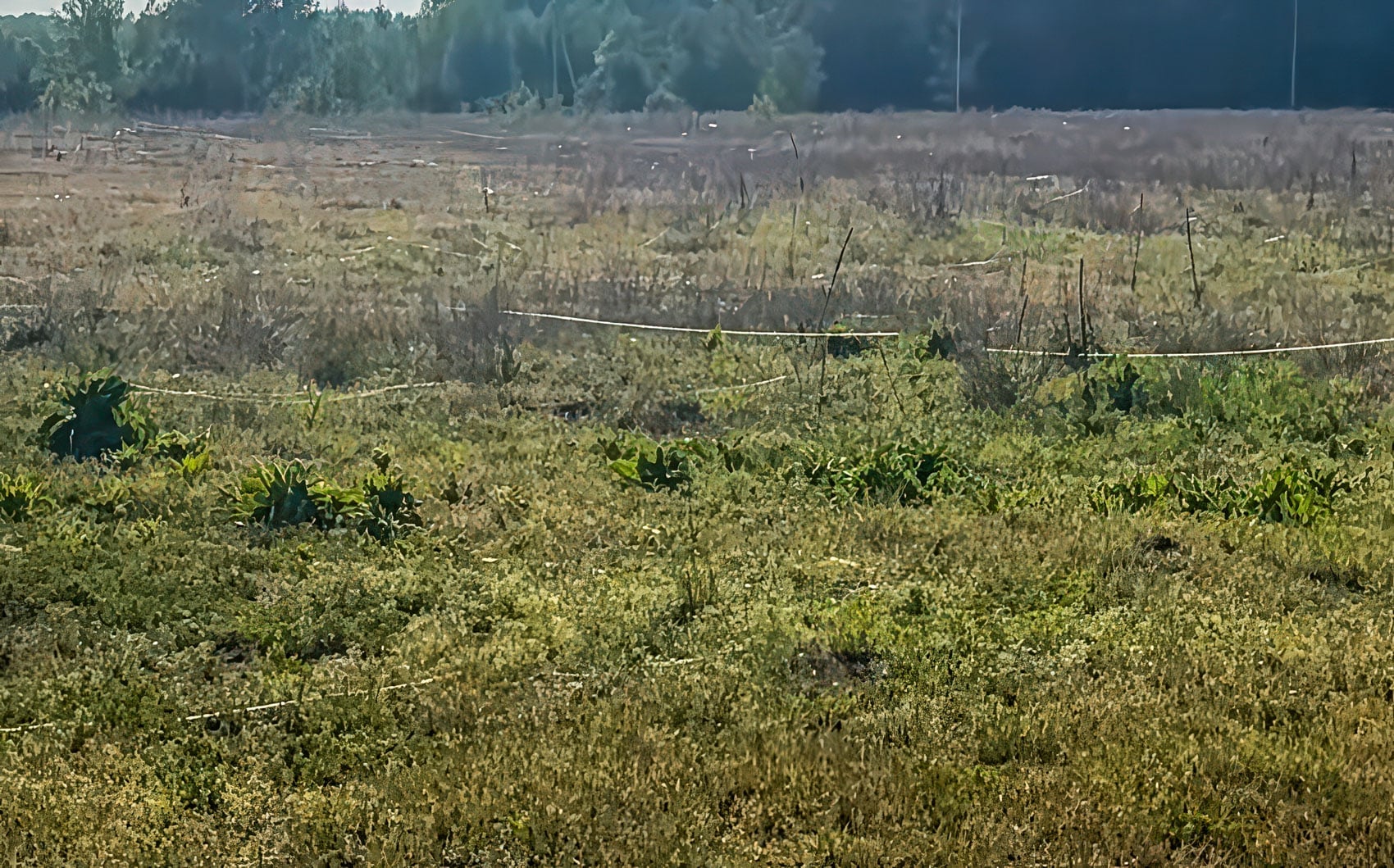 Fiber optic drone webs are reshaping Ukraine’s battlefields