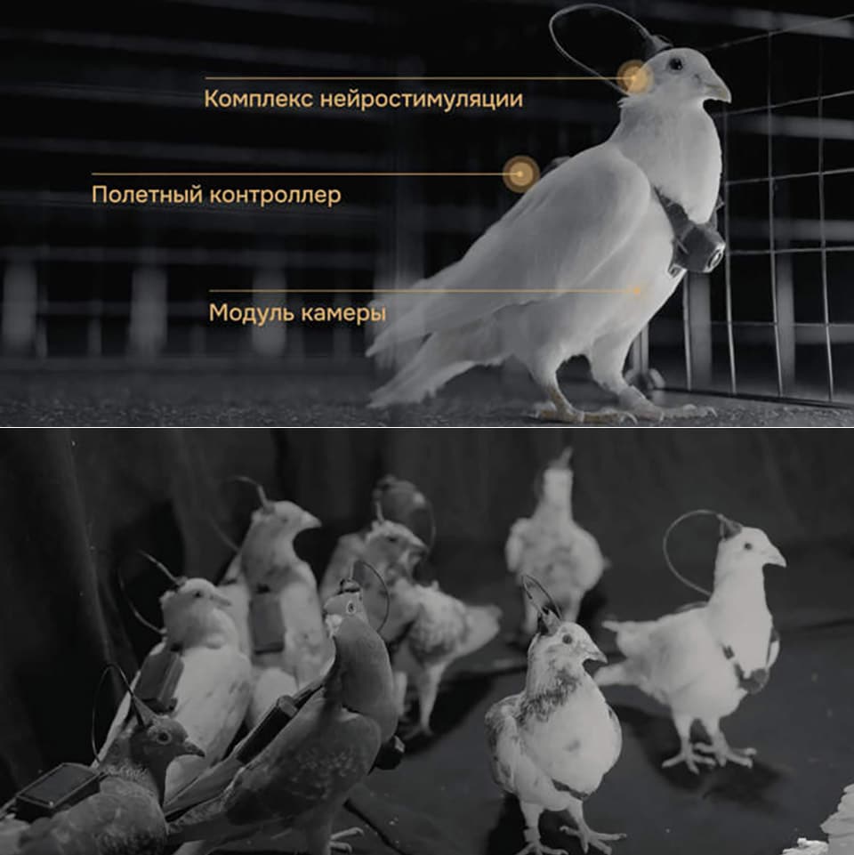 Russia's Neiry is producing neural-implants to create "cyborg pigeon drones" for surveillance | Photo Credits: Neiry