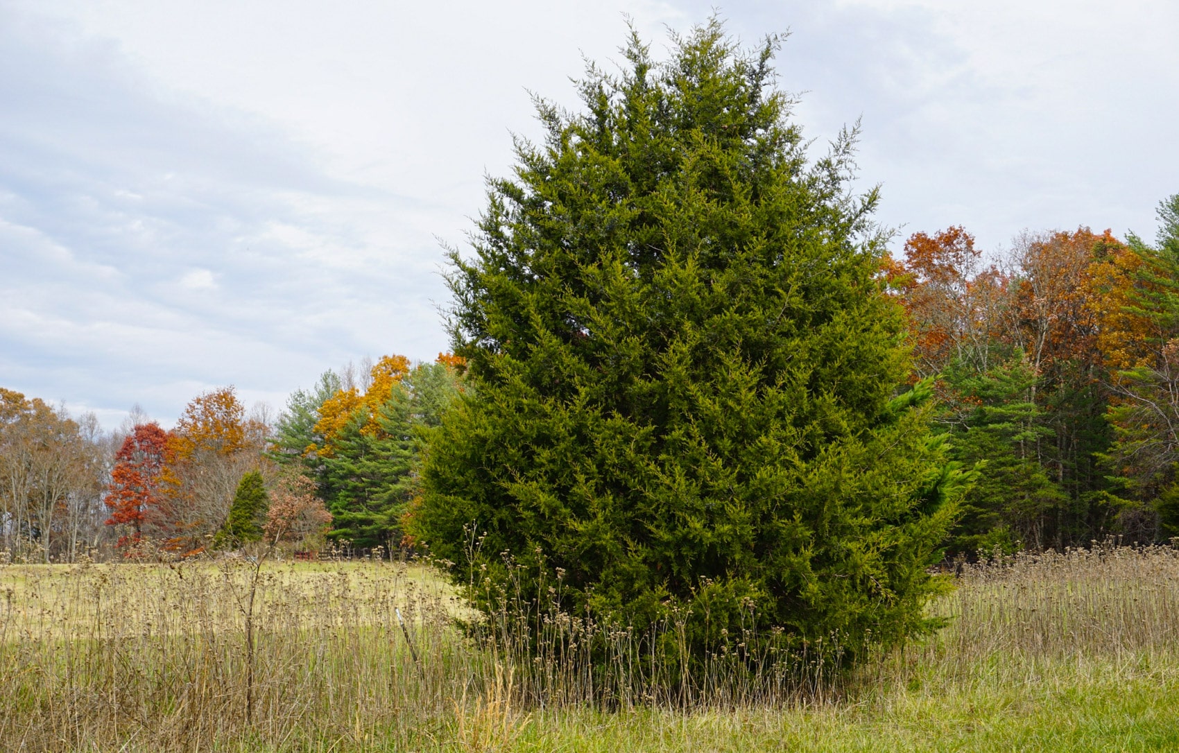 Eastern redcedars, Juniperus virginiana, spreading across Oklahoma rangeland.