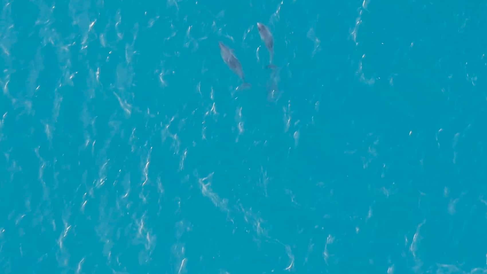 Aerial view of two harbour porpoises swimming in turquoise Shetland water.