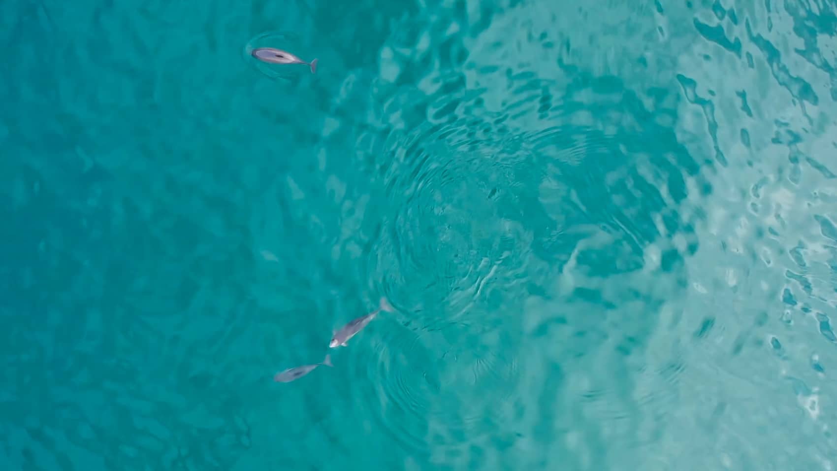 Drones Catch Porpoises in the Act off Shetland