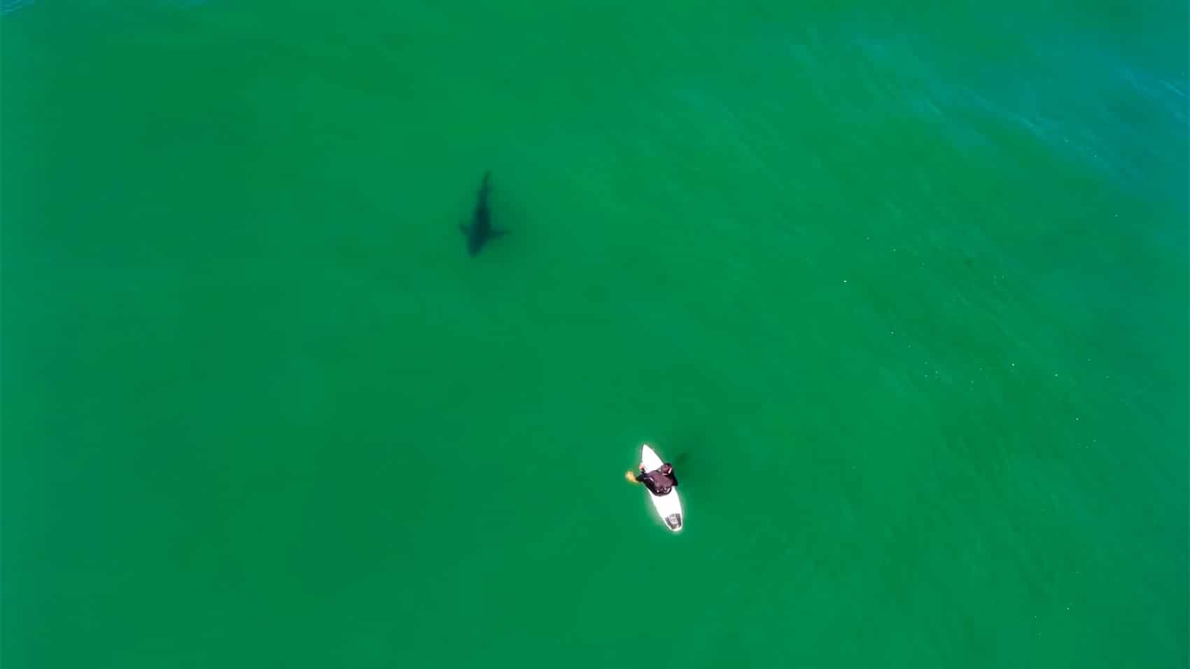 Drone Pilot's Motor Trick Warns Surfer of Circling Shark