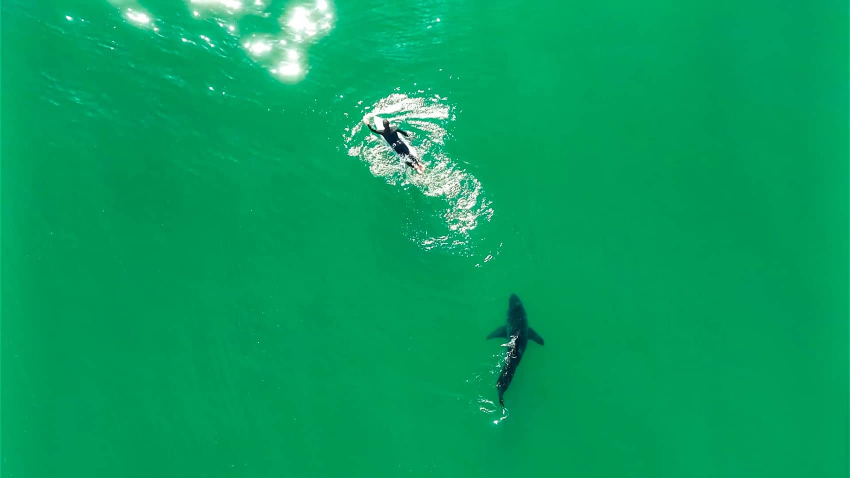 Drone Pilot's Motor Trick Warns Surfer of Circling Shark