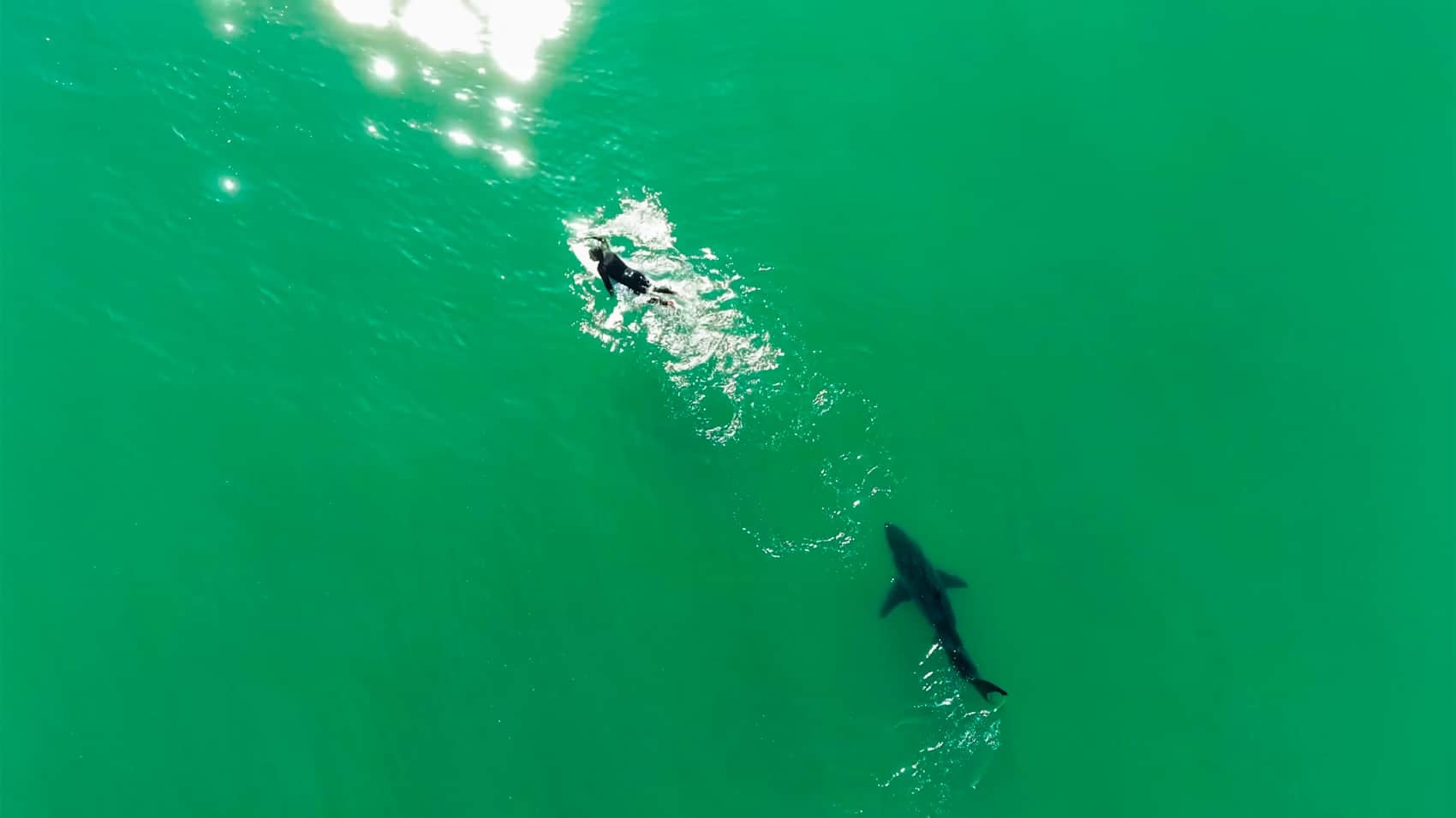 Drone Pilot's Motor Trick Warns Surfer of Circling Shark