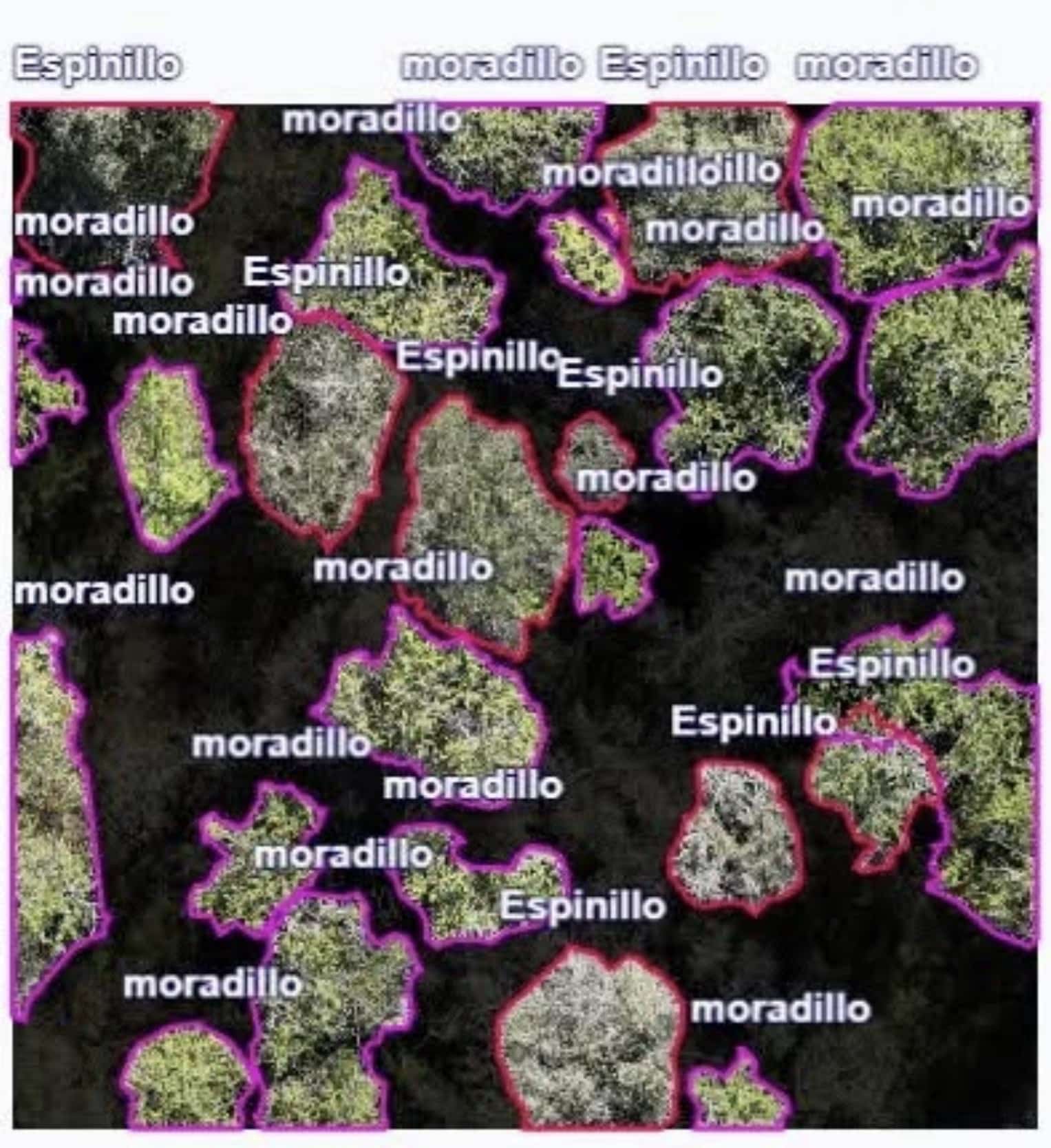 Annotated orthophoto outlining tree crowns labeled Espinillo and moradillo across a survey site.