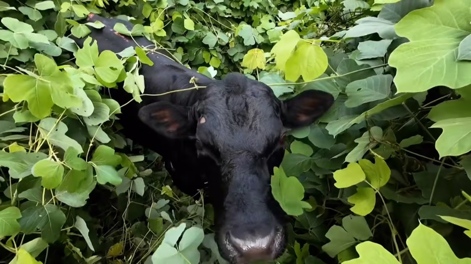Escaped Angus bull surrounded by thick kudzu during a drone-assisted recovery in Iredell County