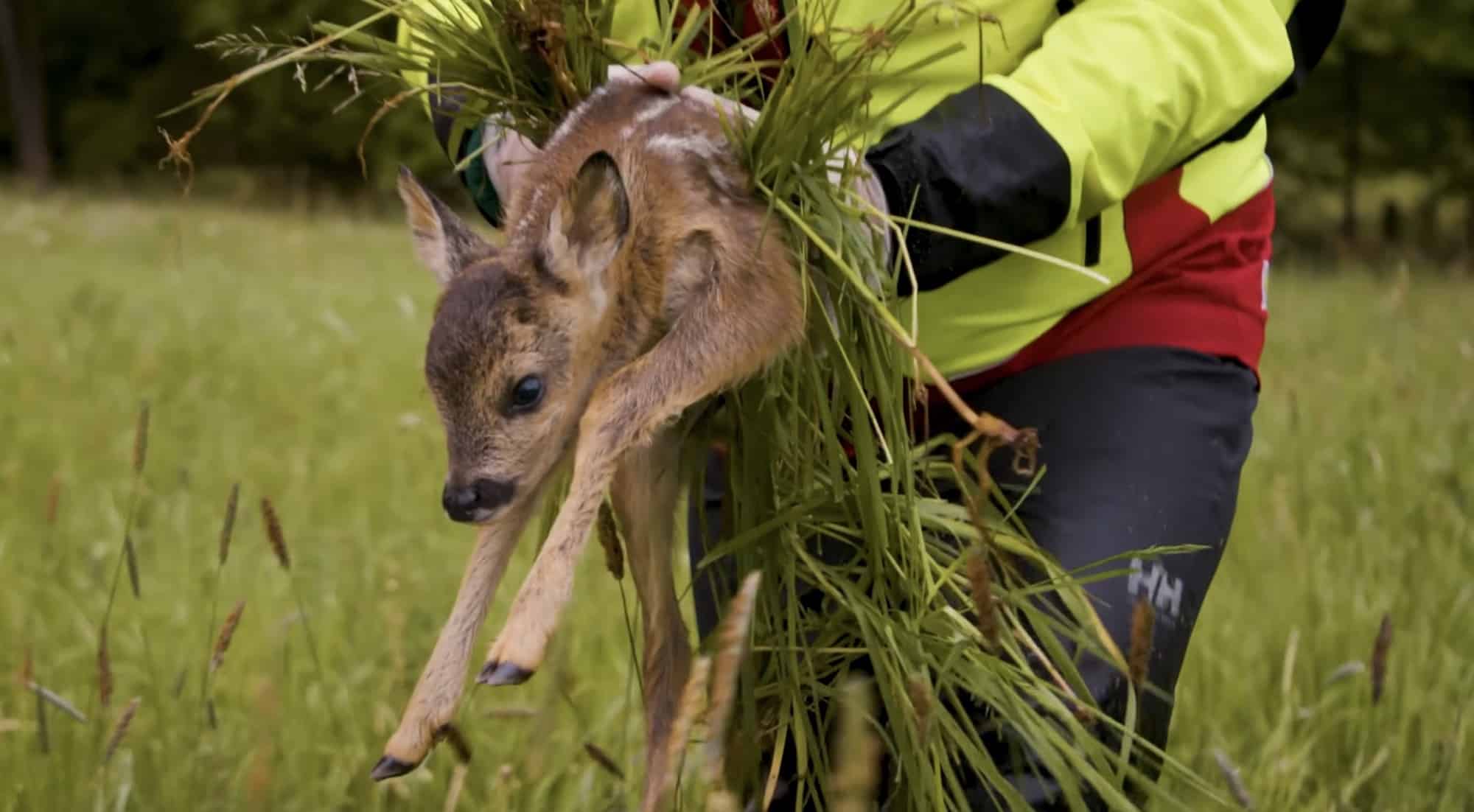 A rescuer in a hi-vis jacket lifts a newborn fawn cradled in cut grass.