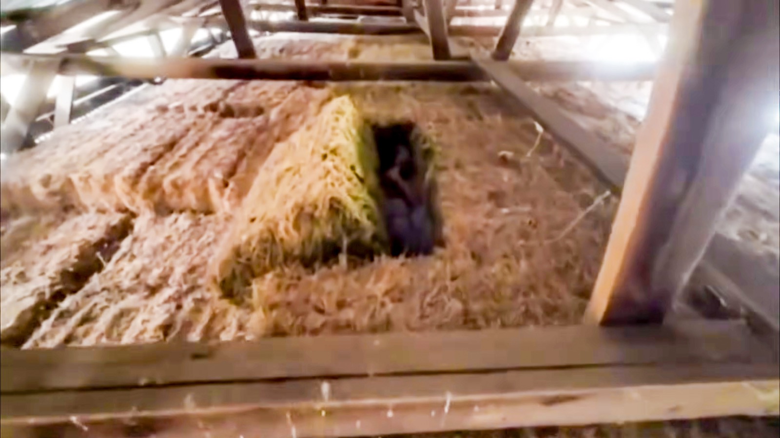 Drone view inside the barn showing the suspect hidden in a cavity between hay bales