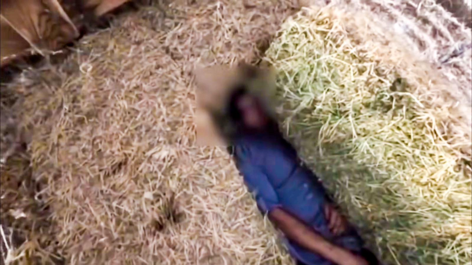 Drone view showing the suspect wedged between hay bales inside the barn
