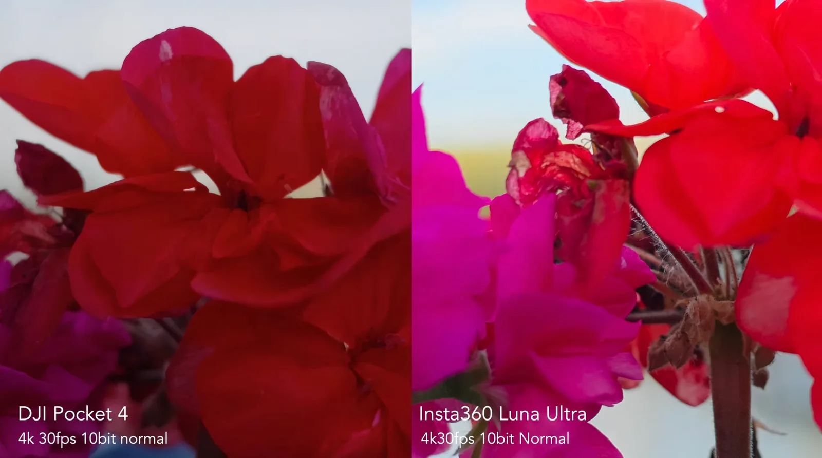 Side-by-side 4K frame grab of red and magenta geranium flowers, DJI Osmo Pocket 4P on the left and Insta360 Luna Ultra on the right