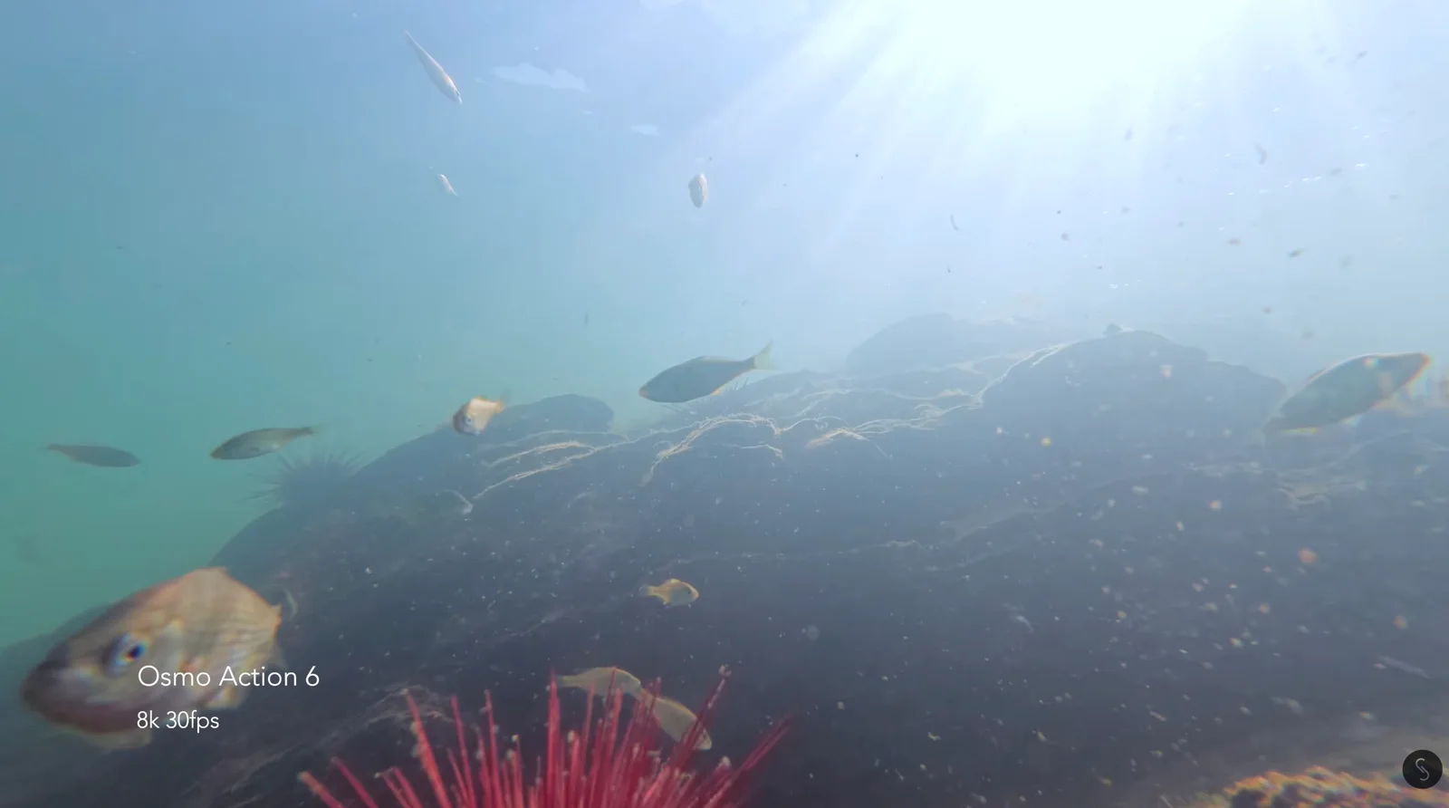 Underwater view of small fish and a red sea urchin over a rocky reef with sunlight streaming through the surface, captured by a DJI Osmo Action 6 at 8K 30fps