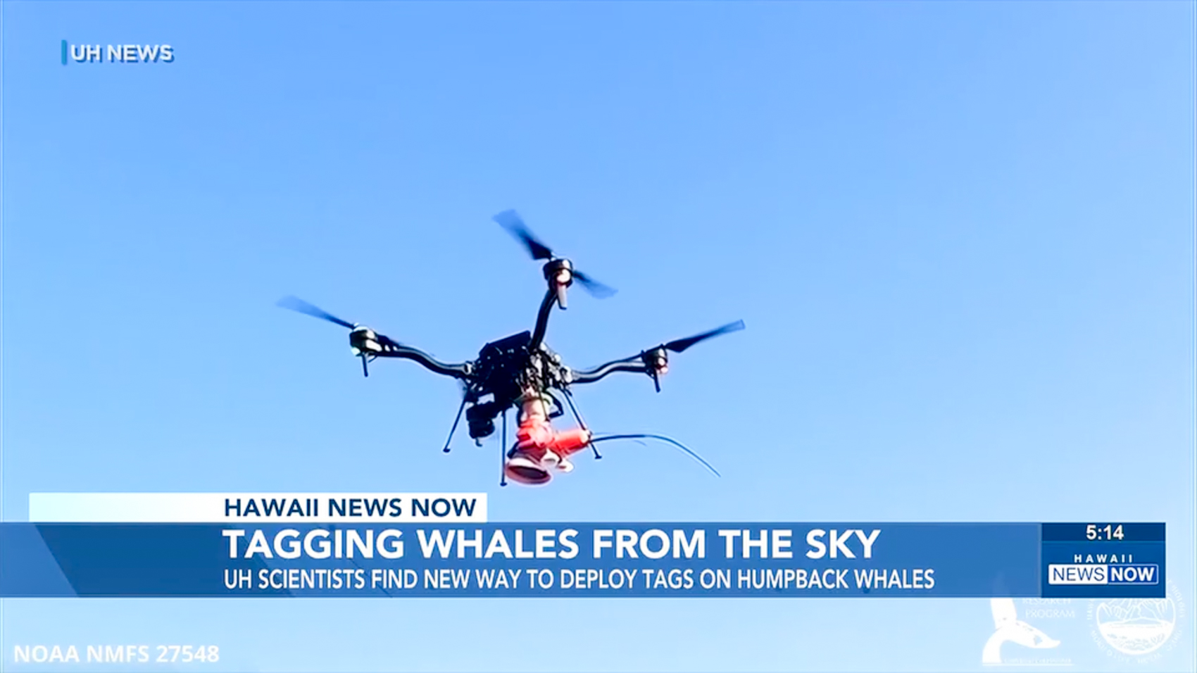 A quadcopter drone in flight against a clear blue Hawaiian sky, carrying an orange suction-cup biologging tag slung beneath its frame.