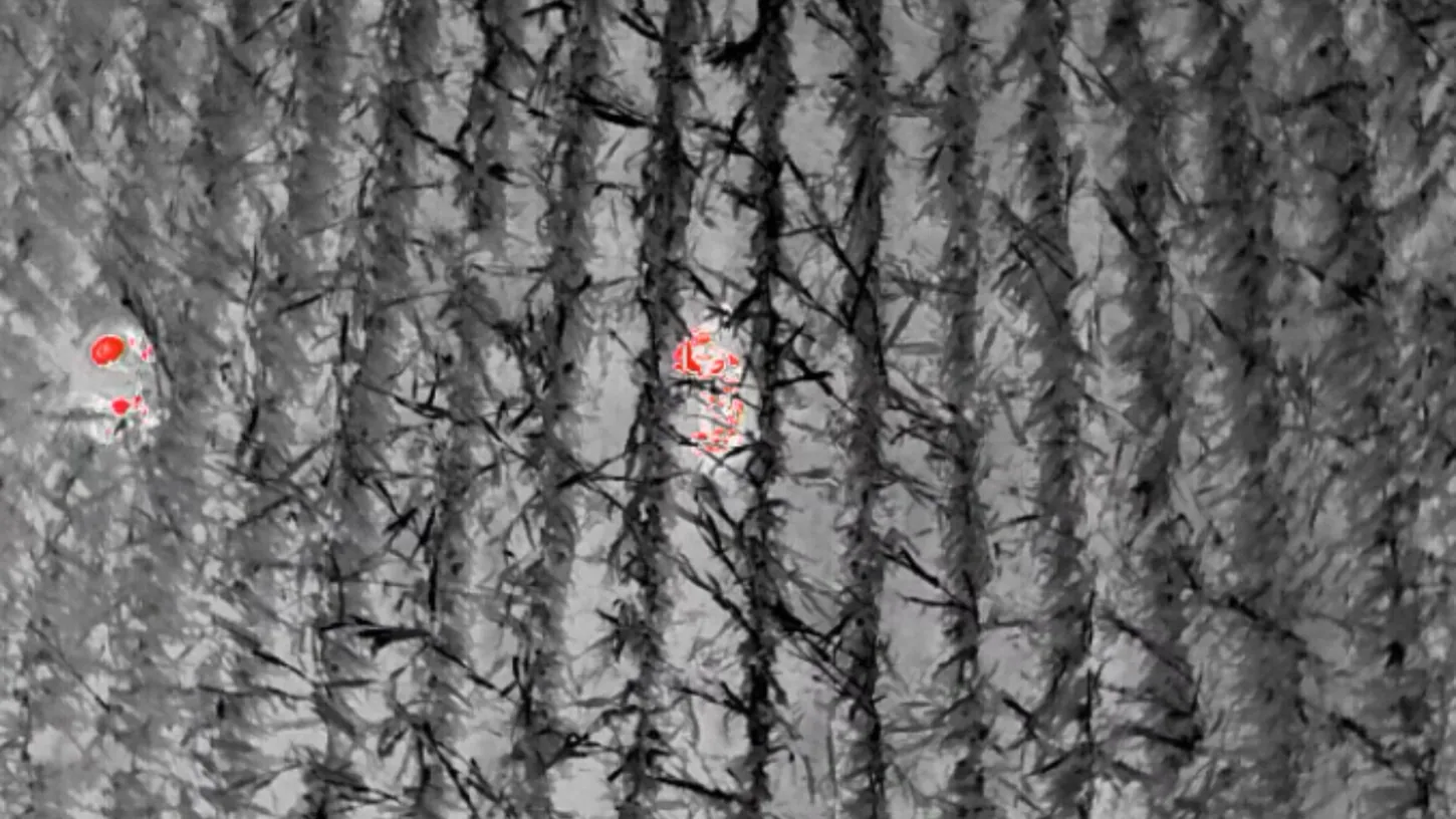 Grayscale thermal drone image looking straight down on rows of tall standing crop, with a body-shaped heat signature between the rows near the center highlighted in red and a second warm spot at the left edge